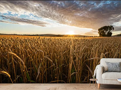 Wagin Woolorama : le guide complet du festival de la laine