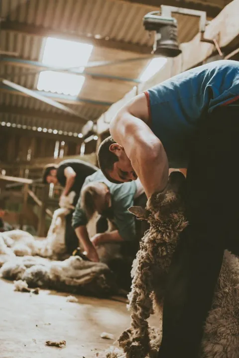 Blade Shearing Tournament Fernhill Farm 2026 | Metro Boulot Tricot