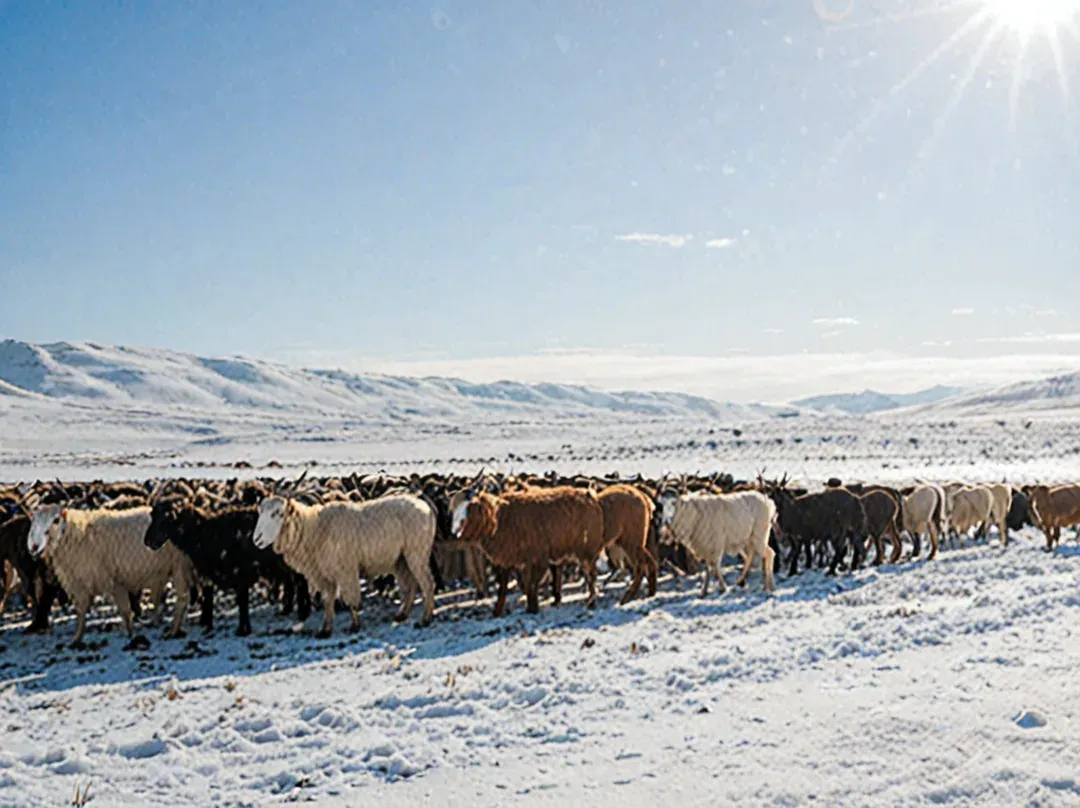 Chèvres cachemire paissant dans la steppe mongole enneigée