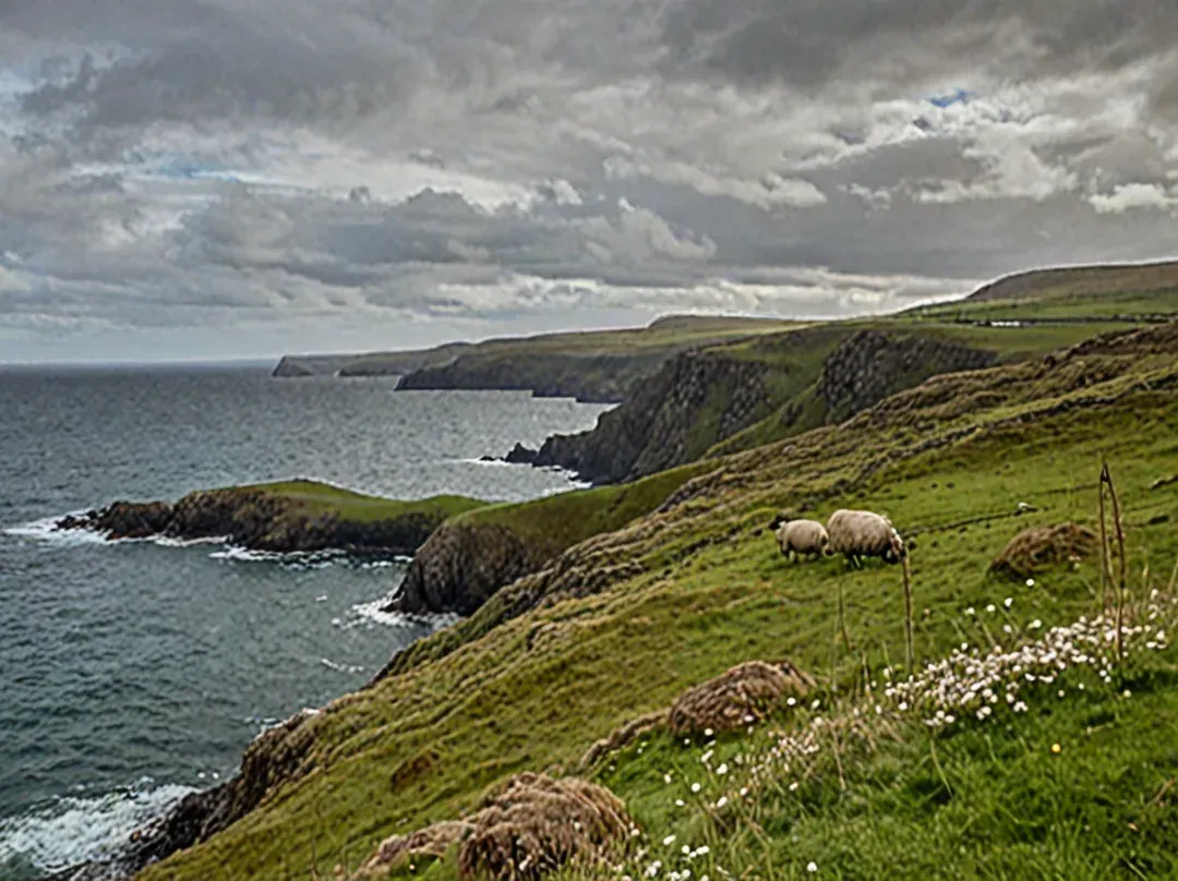 Paysage côtier des îles Shetland avec moutons